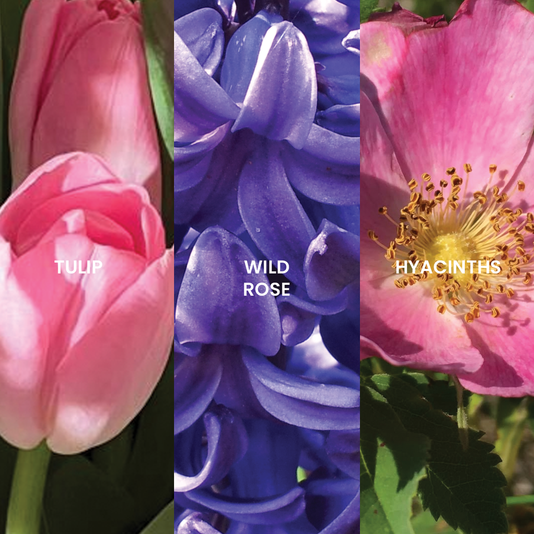 Nour Candle - Wild Rose