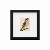 The Little Owl Print | Vintage Framed Owl Print