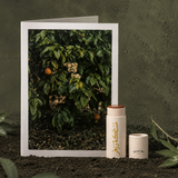 Tinted Neroli & Mastic Lipbalm 5g