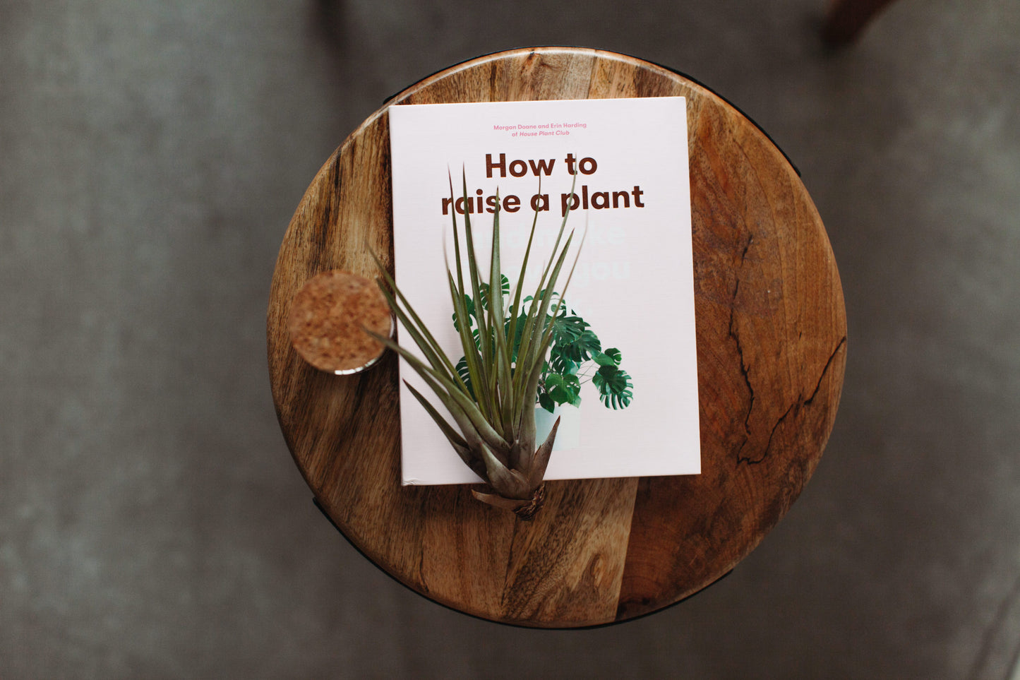 HOW TO RAISE A PLANT