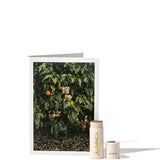 Tinted Neroli & Mastic Lipbalm 5g