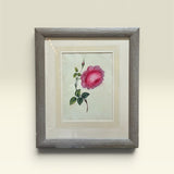 The Blush Rose Botanical Print | Vintage Botanical Print Circa 1950s
