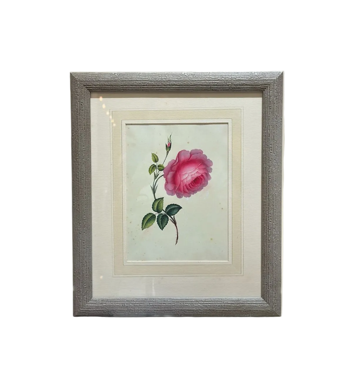 The Blush Rose Botanical Print | Vintage Botanical Print Circa 1950s