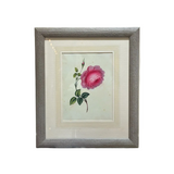 The Blush Rose Botanical Print | Vintage Botanical Print Circa 1950s