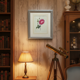 The Blush Rose Botanical Print | Vintage Botanical Print Circa 1950s