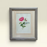 The Wild Rose Botanical Print | Vintage Botanical Print Circa 1950s