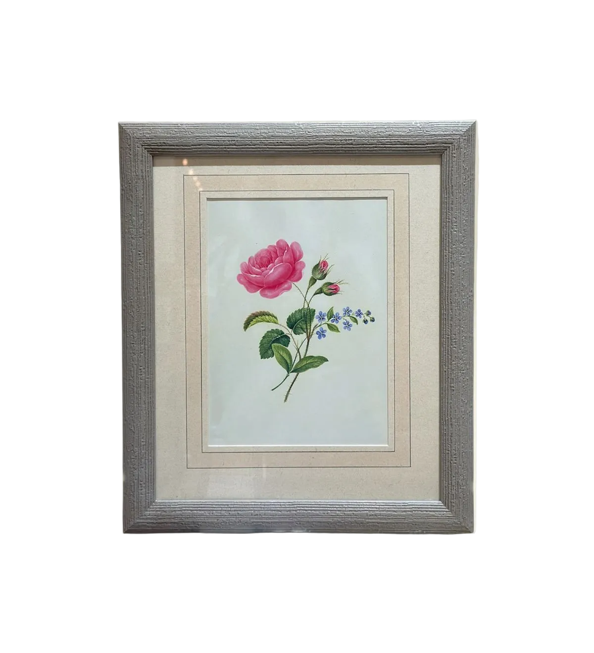 The Wild Rose Botanical Print | Vintage Botanical Print Circa 1950s