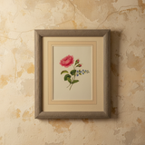 The Wild Rose Botanical Print | Vintage Botanical Print Circa 1950s