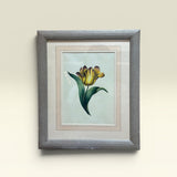The Parrot Tulip Botanical Print | Vintage Botanical Print Circa 1950s