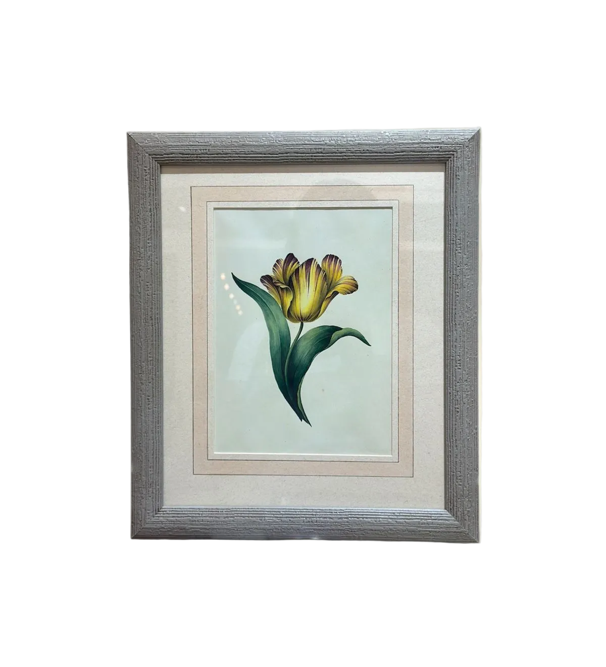 The Parrot Tulip Botanical Print | Vintage Botanical Print Circa 1950s