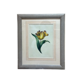 The Parrot Tulip Botanical Print | Vintage Botanical Print Circa 1950s