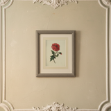 The Poppy Botanical Print | Vintage Botanical Print Circa 1950s