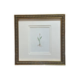 The Little Plantain Botanical Print | Vintage French Botanical Print Circa 1940s