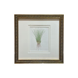 The Little Rush Botanical Print| Vintage French Botanical Print Circa 1940s