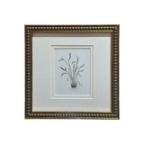 The Sedge Botanical Print | Vintage French Botanical Print Circa 1940s