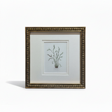 The Sedge Botanical Print | Vintage French Botanical Print Circa 1940s