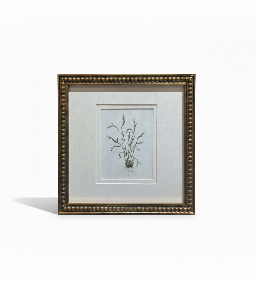 The Sedge Botanical Print | Vintage French Botanical Print Circa 1940s