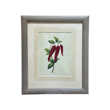 The Crimson Botanical Print | Vintage Botanical Print Circa 1950s