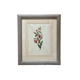 The Hanging Bloom Botanical Print | Vintage Botanical Print Circa 1950s