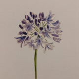Card - Agapanthus