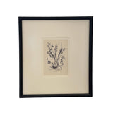 Vintage Prints Framed in Hand-Painted Black Wood - II