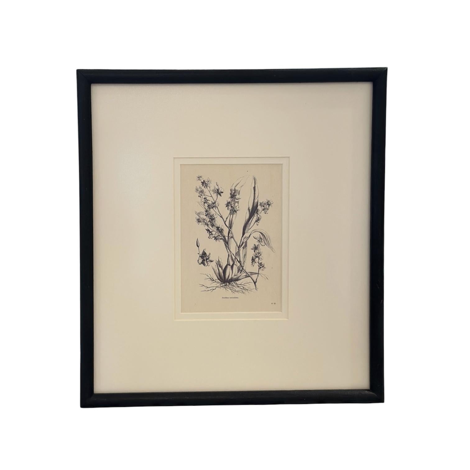 Vintage Prints Framed in Hand-Painted Black Wood - II