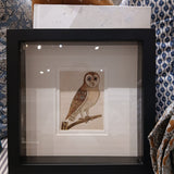 The Little Owl Print | Vintage Framed Owl Print