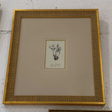 French Antique Botanical Artwork