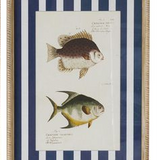 Aquatic Frame Glass Print