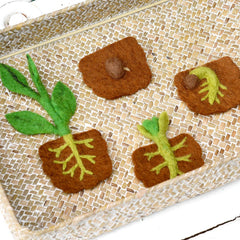 FELT LIFECYCLE OF BEAN PLANT - GEORGES of Dubai