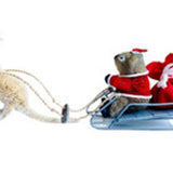 Single Boomer Pulling Sleigh with Koala Santa